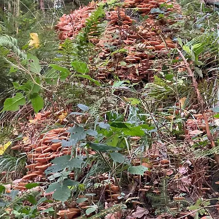 Apartment сімейний номер 2 у ані